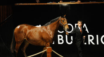 Equidiet estará en la Copa Bullrich