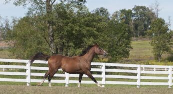 Equidiet auspicia el curso «Selección, Entrenamiento y Alimentación del Equino Deportivo»