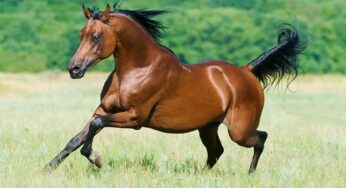 Equidiet estará en las Conferencias de la AAVE