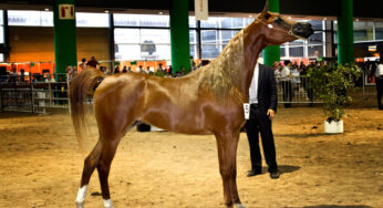 Potrillos Premiados de Haras Mayed