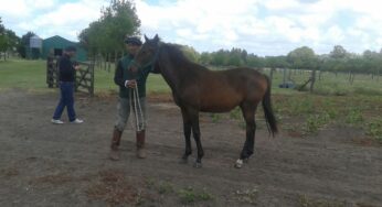 Equidiet en la Reunión de Criadores de Caballos de Polo en Antífora
