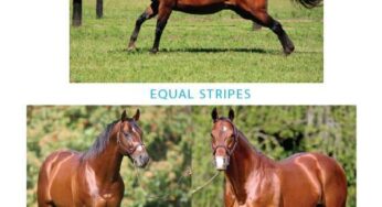 Remate Haras Abolengo