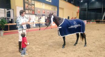 Aitama Ciruja – Gran Campeón Macho Polo Argentino