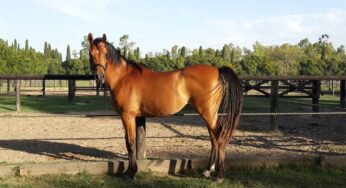 HED Torero se prepara para Pinamar