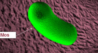INTERACCION ENTRE MOS (oligosacaridos mananos), BACTERIAS PATÓGENAS Y EL SISTEMA INMUNOLÓGICO