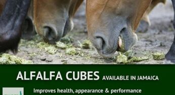 Equidiet en Jamaica !