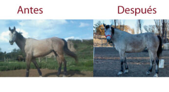 ONZA: Antes y Después