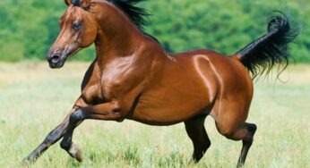 La Importancia de la Ración para un buen estado corporal y fertilidad en el Padrillo