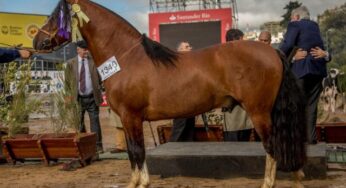 Raza Criolla: Reservados Gran Campeón Macho y Hembra – Expo La Rural Palermo