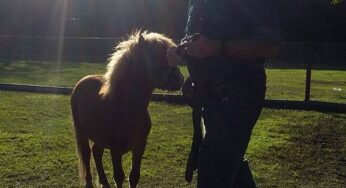 Equidiet Sponsor del curso de Manejo de Vicios por Martin Hardoy