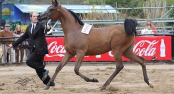 Haras 4 Estrellas, Ganador en la Expo Rural de Palermo