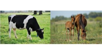 Comparación de los Sistemas Digestivos Equinos y Bovinos