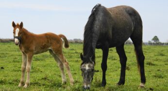 Mohos y Micotoxinas en Alimentos para Equinos