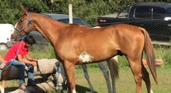 JC Vodka Ganadora de Carrera de Endurance en La Paloma, Ezeiza