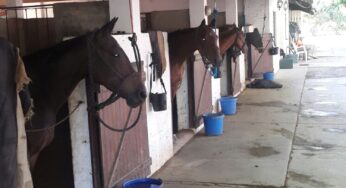 Caballos de Alfonso Pieres Alimentados con Productos EQUIDIET