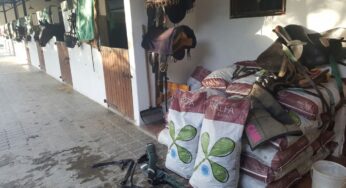 Caballos de Camila Rossi Alimentados con Cubos de Alfalfa by Equidiet