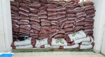 Donde conseguir CUBOS de ALFALFA en PANAMÁ