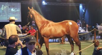 EQUIDIET presente en remate Haras Abolengo