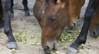 Cubos de Alfalfa by Equidiet por el mundo.