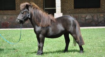 MINI FALABELLA consumen productos EQUIDIET.