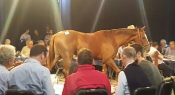 EQUIDIET presente en el Remate Selección de Haras Abolengo
