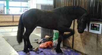 EQUIDIET presente en la Expo Nuestros Caballos 2017