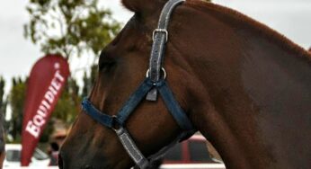 Editorial Newsletter N°1