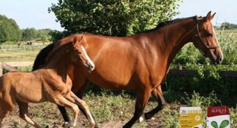 EQUIDIET llega nuevamente a BOLIVIA! ?