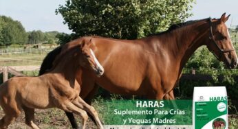 Criando nuevos campeones