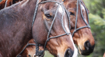 Temporada de Polo 2020 con Equidiet