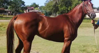 Babilonia Blue – San Justo, Santa Fé Argentina