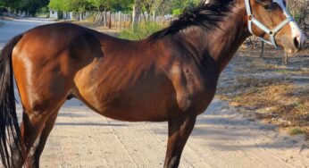 Buen Chango – Haras La Justina, Capayan – Catamarca, Argentina