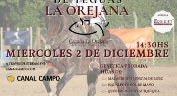 Gran remate Online, Selección de Yeguas Criollas, Cabaña La Orejana