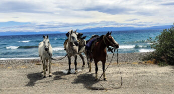 Un argentino recorre todo el país a Caballo y Equidiet lo acompaña
