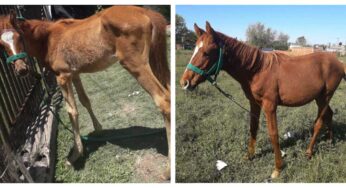 Beba, la potranca que se recuperó con Equidiet Haras – Entre Ríos