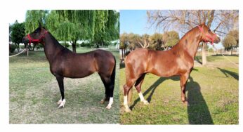 Ejemplares del Criadero Luna Clara eligen Equidiet en La Rioja
