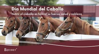 Día Mundial del Caballo